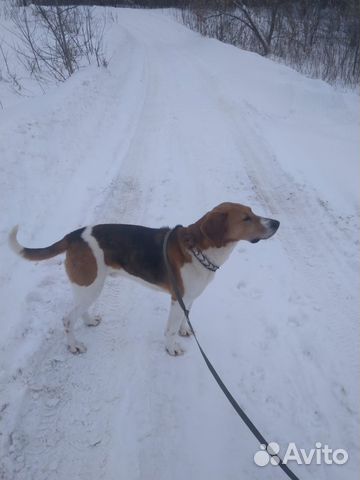 Вязка собаки русская пегая гончая