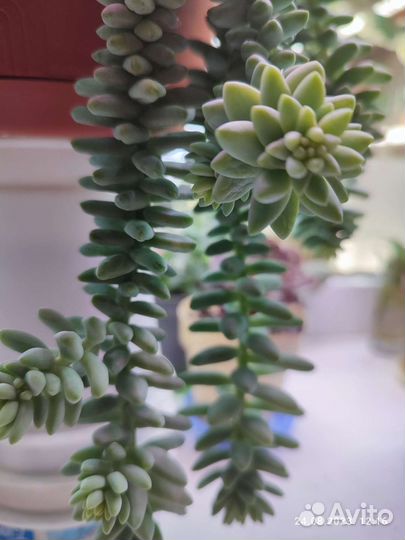 Суккуленты Седум Бурито