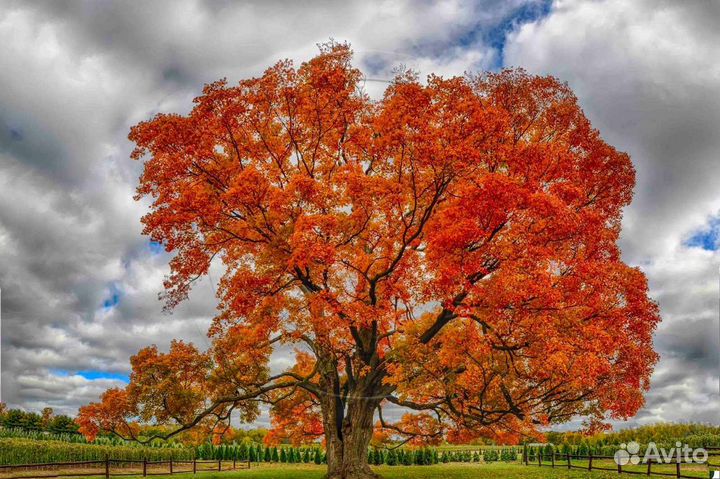 Клен сахарный