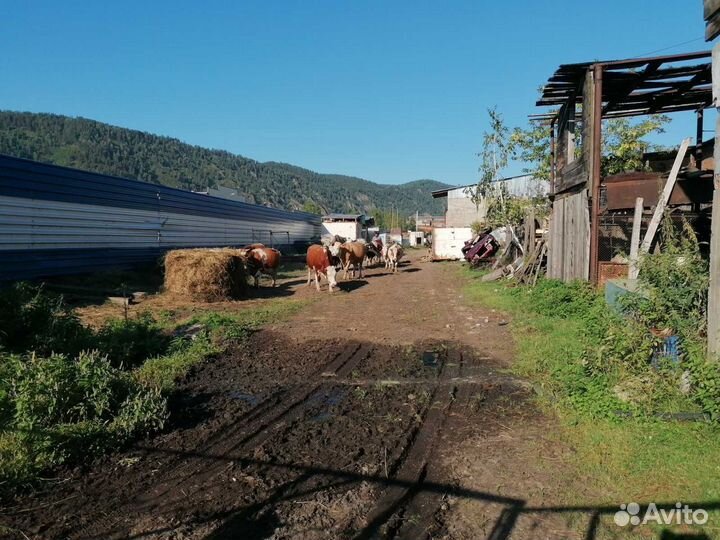 Ферма для крс