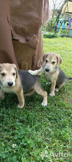 Щенки русской гончей