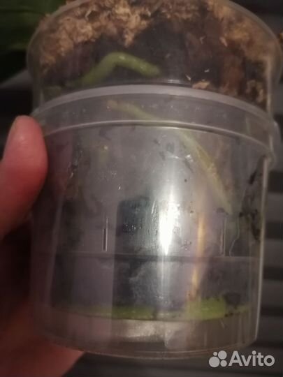 Орхидея фаленопсис