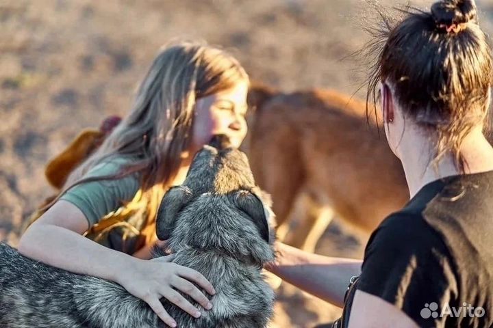 Самая ласковая собака в добрые руки
