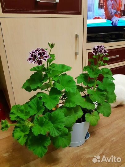 Растения комнатные в ассортименте