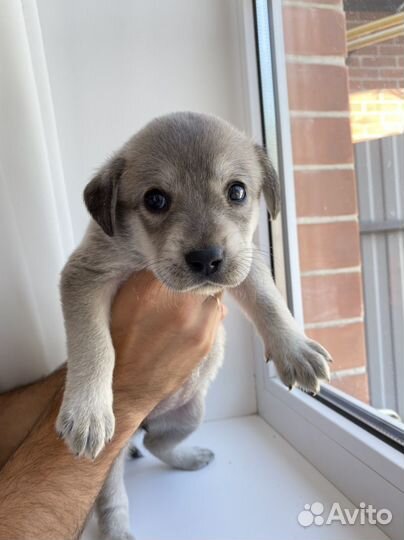 Лабронемцы