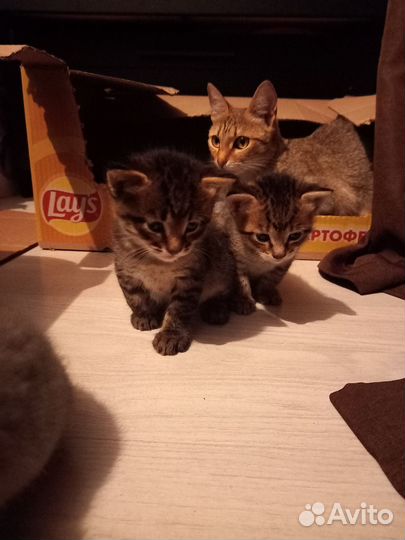 Котята в добрые руки 1 месяц