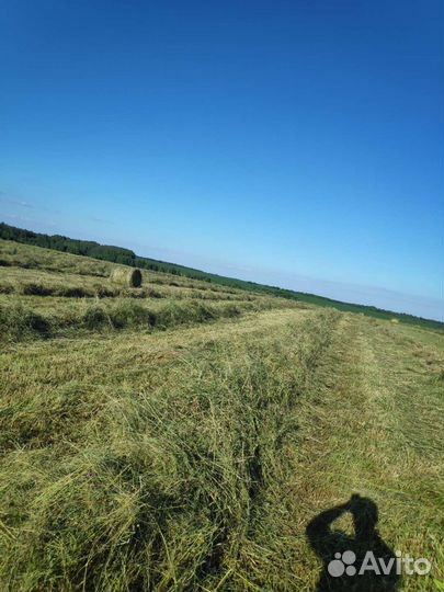 Сено, солома