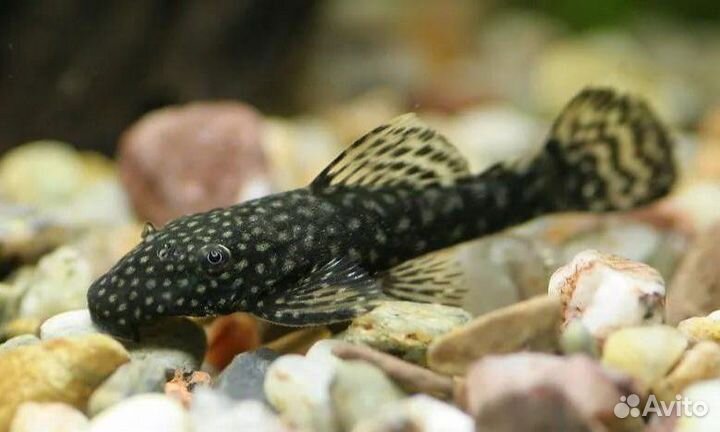 Сомики анциструсы