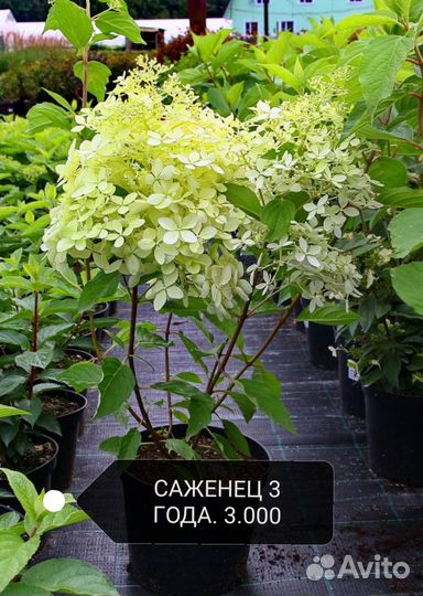 Гортензия метельчатая