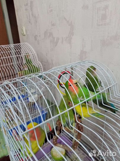 Птенцы попугая неразлучника