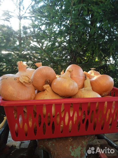 Продам овощи со своего огорода
