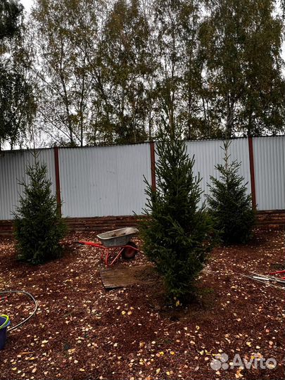 Ели и сосны из питомника