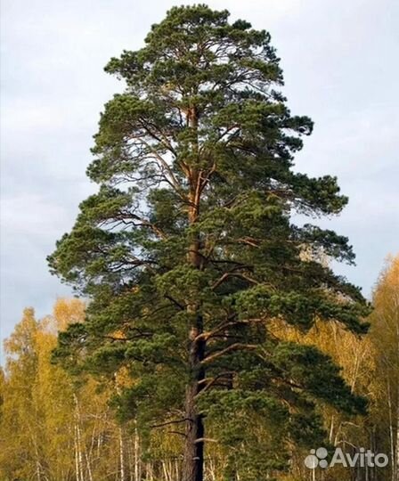 Саженцы сосны