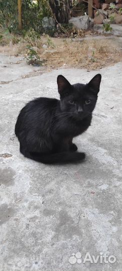 Кошки и котята