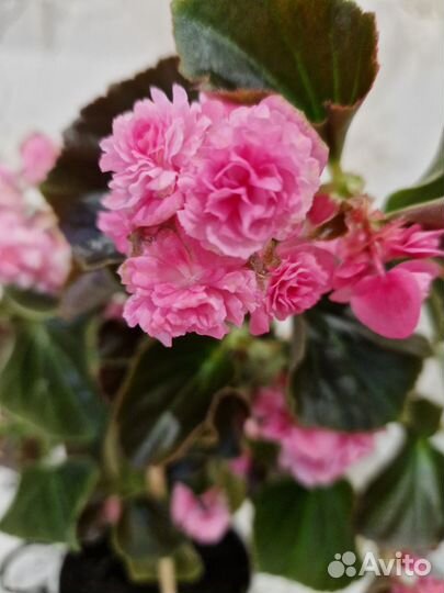 Цветы для интерьера