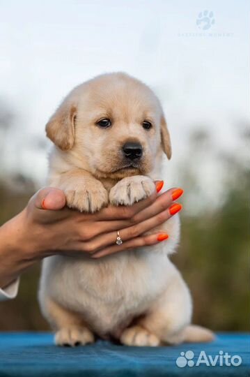Щенки лабрадора