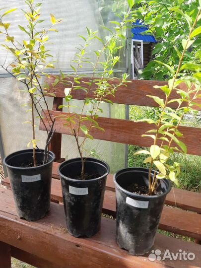 Декоративные кустарники