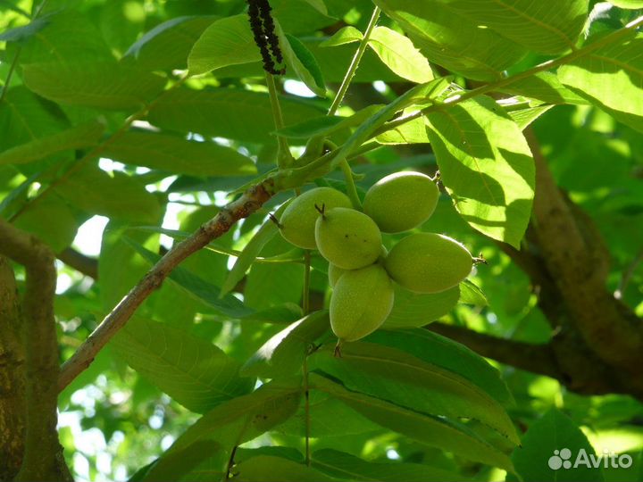 Семена ореха маньчжурского