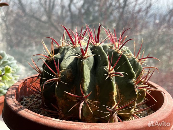 Ферокактус широкоиглый (Ferocactus latispinus)
