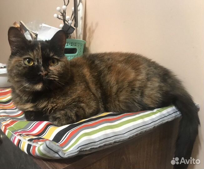 Мраморная кошечка Мила красотка ищет дом