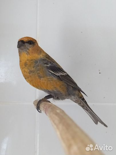 Певчие птицы щур