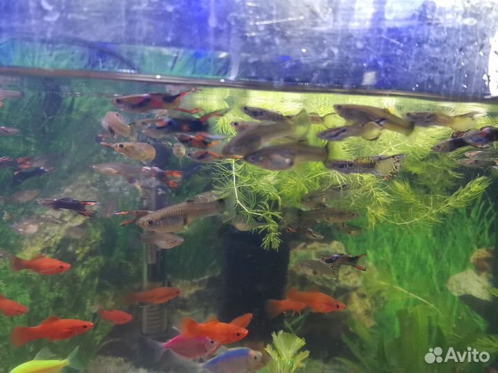 Рыбки: меченосцы и гуппи эндлера