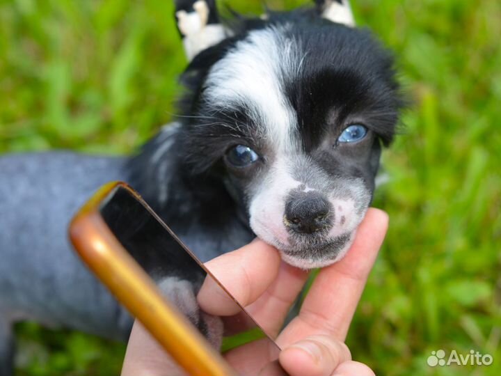 Два брата акробата:)