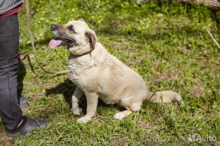 Чудесная и очень простая Маша в добрые руки
