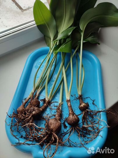 Луковицы эухарис