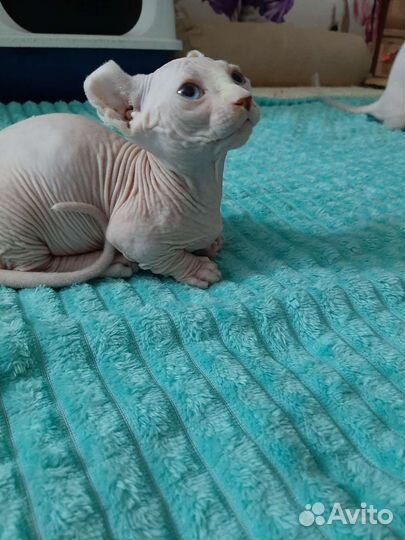 Канадский сфинкс малыши двльфы