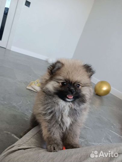 Немецкий шпиц вязка