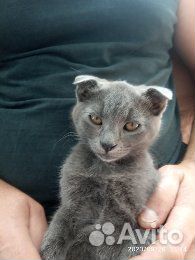 Отдаем котика