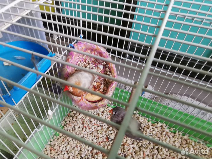 Зебровые амадины