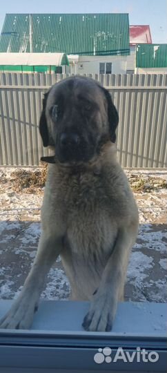 Турецкий кангал