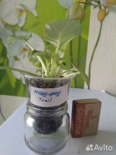 Фиалка полумини трейлер