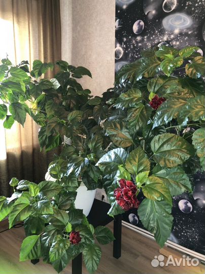 Гибискус китайская роза