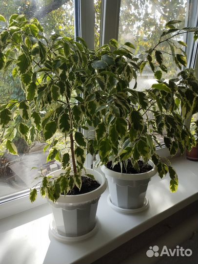 Фикус Бенджамина пестролистный