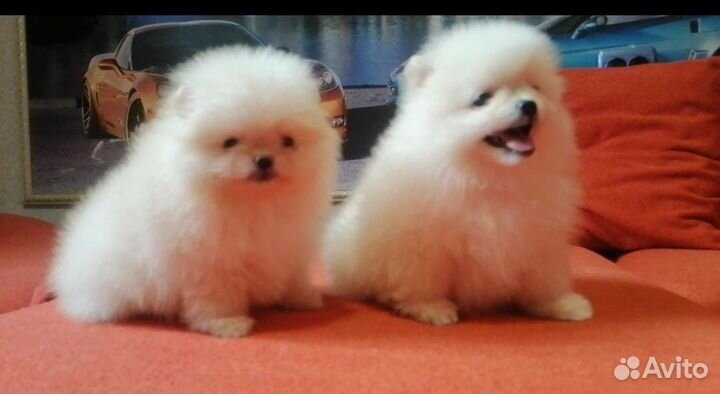 Щенки шпица