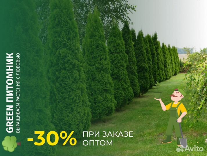 Туя западная Смарагд