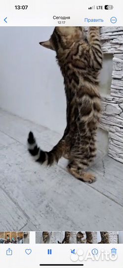 Бенгальская кошечка
