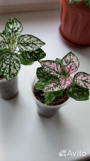 Домашние цветы