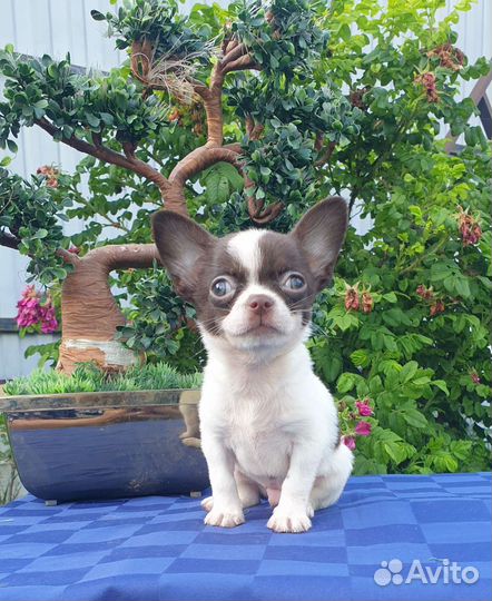 Супер мини Мальчики курносые Чихуахуа