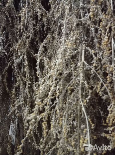 Полынь горькая.Скрутки,веники для бани.Доставка