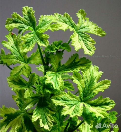 Пеларгония с цитрусовым ароматом,варьегатные сорта