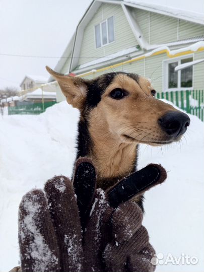 Собака в добрые руки щенок