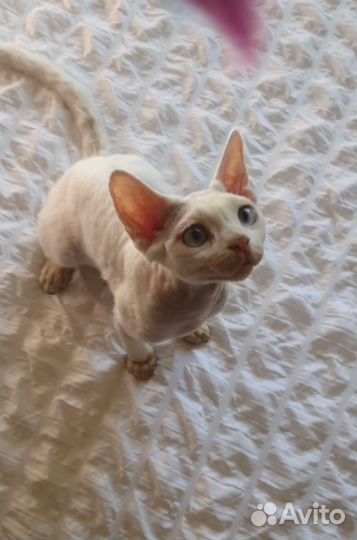 Котенок девон рекс