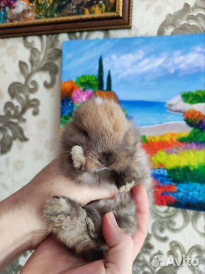 Декоративные кролики