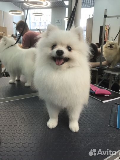 Услуги грумера