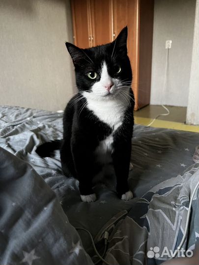 Отдам кота в добрые руки