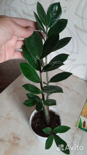 Замиокулькас